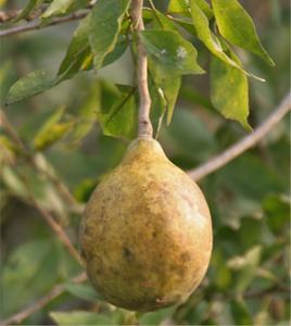Health benefits of Bael fruit (Wood Apple)