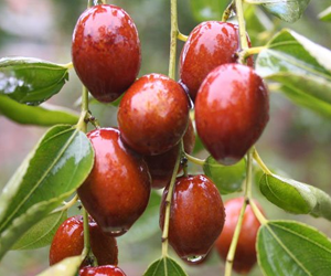 Health benefits of Jujube fruit