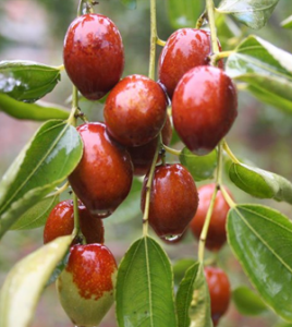 Health benefits of Jujube fruit