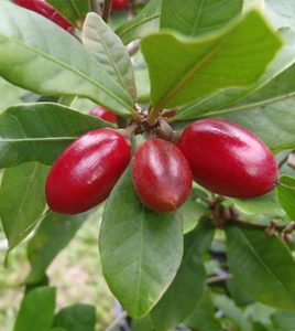 Health benefits of Miracle fruit