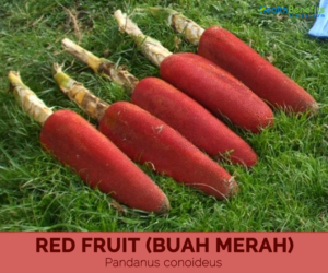 Health benefits of Red fruit (Buah Merah)