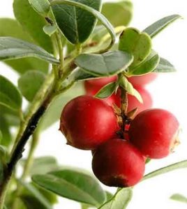 Health benefits of camu camu fruit