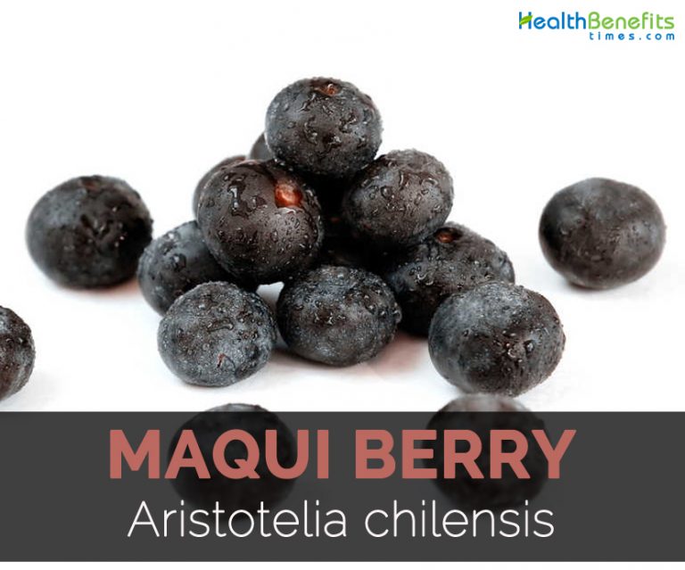 Maqui berry Facts and Health Benefits Taladro