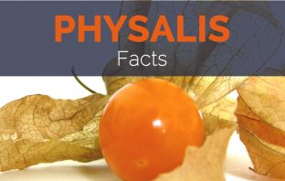 Physalis Facts and Health benefits