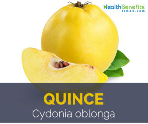 Quince facts and health benefits