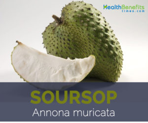 Soursop facts and health benefits