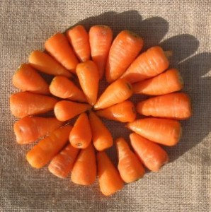 Miniature/Baby Carrot