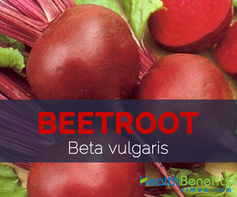 Beetroot - Beta vulgaris