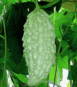 Bitter Melon, Hybrid Taiwan White