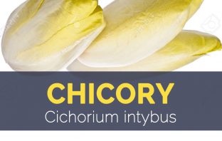 Chicory - Cichorium intybus