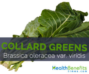 Collard Greens - Brassica oleracea var. viridis