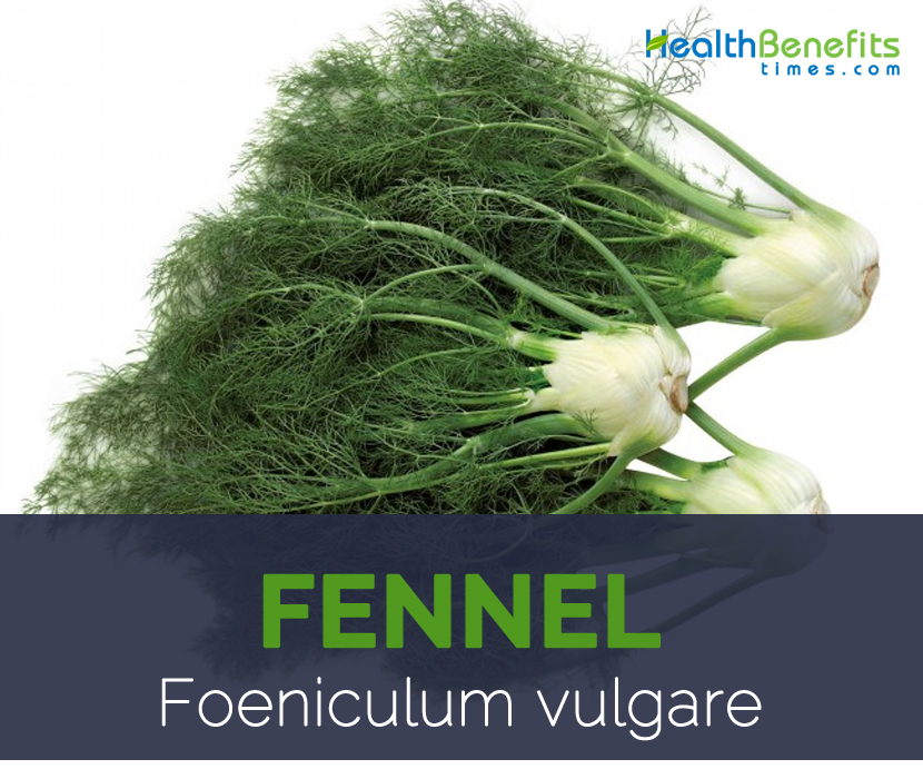 Fennel facts and health benefits