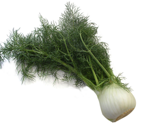 Health benefits of Fennel