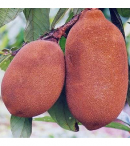 Health benefits of cupuacu fruit