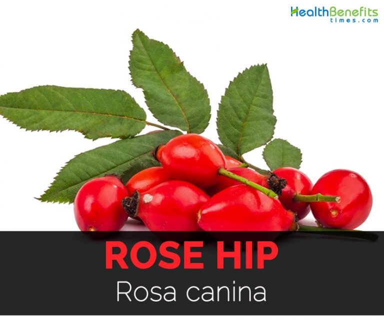 Rose hip Facts, Health Benefits and Nutritional Value