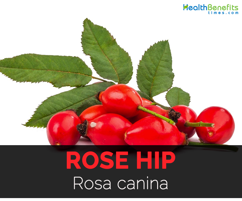 Rose Hip Facts Health Benefits And Nutritional Value