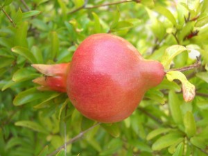 Nana Pomegranate