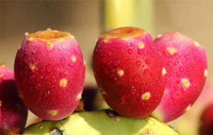 Nopal Fruit Health Benefits Photo