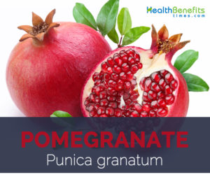 Pomegranate facts and health benefits