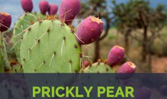 Prickly Pear facts and health benefits