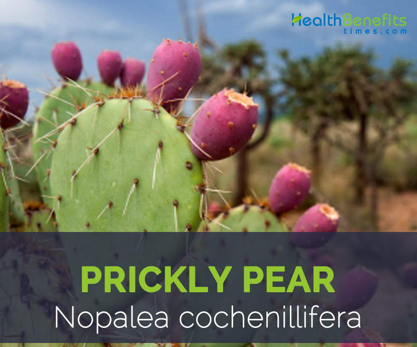 Prickly Pear facts and health benefits