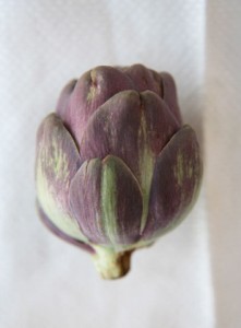 Purple baby anzio artichoke