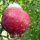 Russian Pomegranate