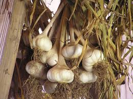 Artichoke Garlics