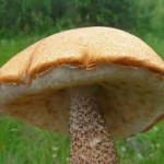 Bolete mushrooms