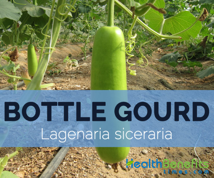 Bottle gourd Facts, Health Benefits and Nutritional Value