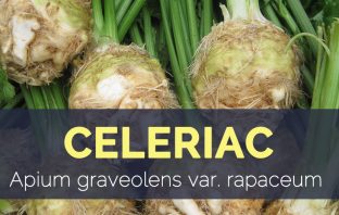 Celeriac - Apium graveolens var. rapaceum