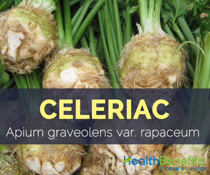Celeriac - Apium graveolens var. rapaceum 