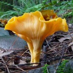 Chanterelle mushrooms