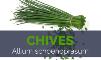 Chives - Allium schoenoprasum