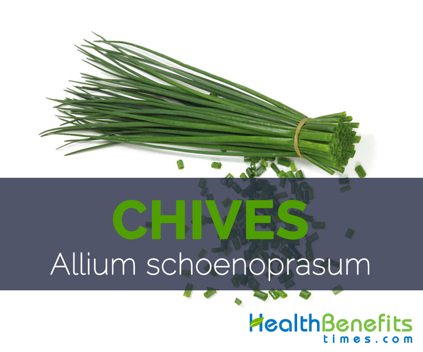 Chives - Allium schoenoprasum 