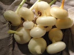 Cipollini Onion