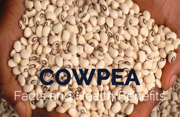 Cowpea Scientific Name - All About Cow Photos