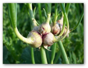 Egyptian Onion