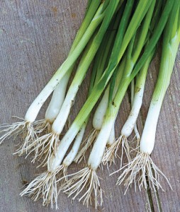 Evergreen Long White Onion