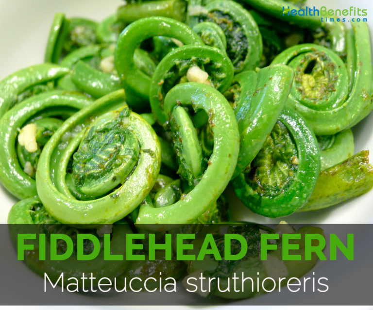 Fiddlehead fern Facts, Health Benefits & Nutritional Value