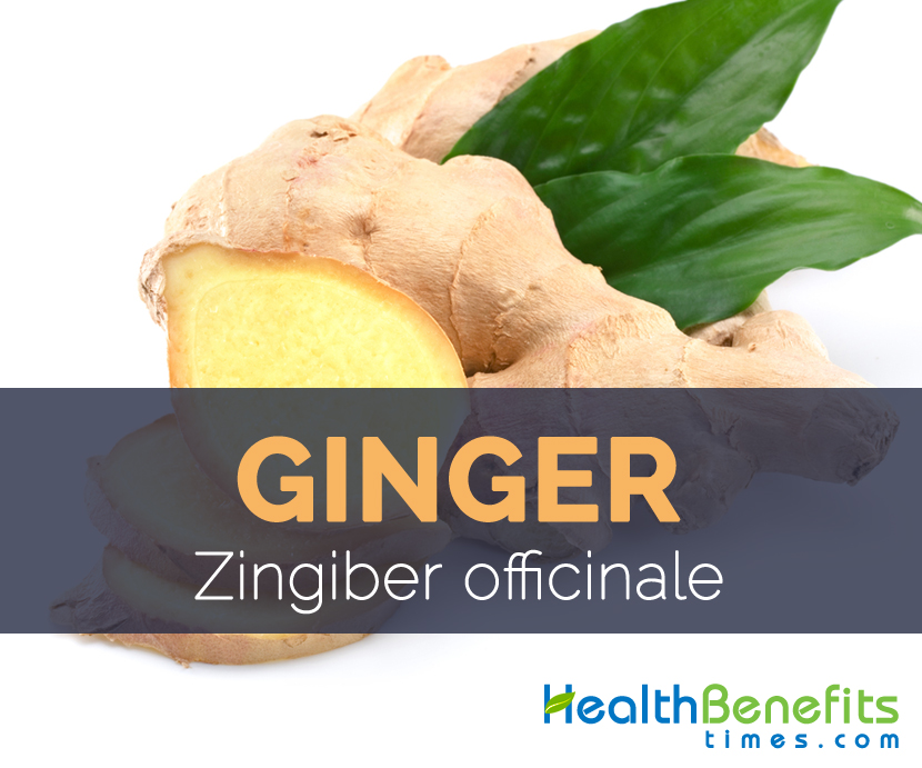 Ginger - Zingiber officinale