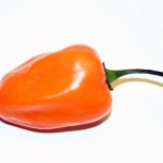 Habanero chili pepper