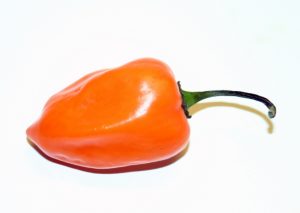 Habanero chili pepper