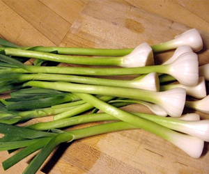Health benefits of Green Garlic