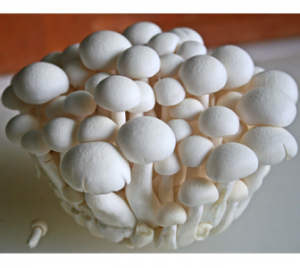 Health-benefits-of-Mushroom