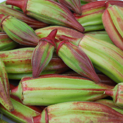 Hill Country Heirloom Red Okra