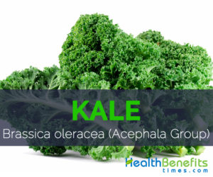 Kale - Brassica oleracea (Acephala Group)