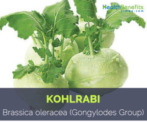 Kohlrabi - Brassica oleracea (Gongylodes Group)