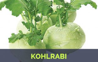 Kohlrabi - Brassica oleracea (Gongylodes Group)