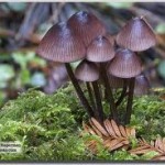 Little Brown Mushrooms 